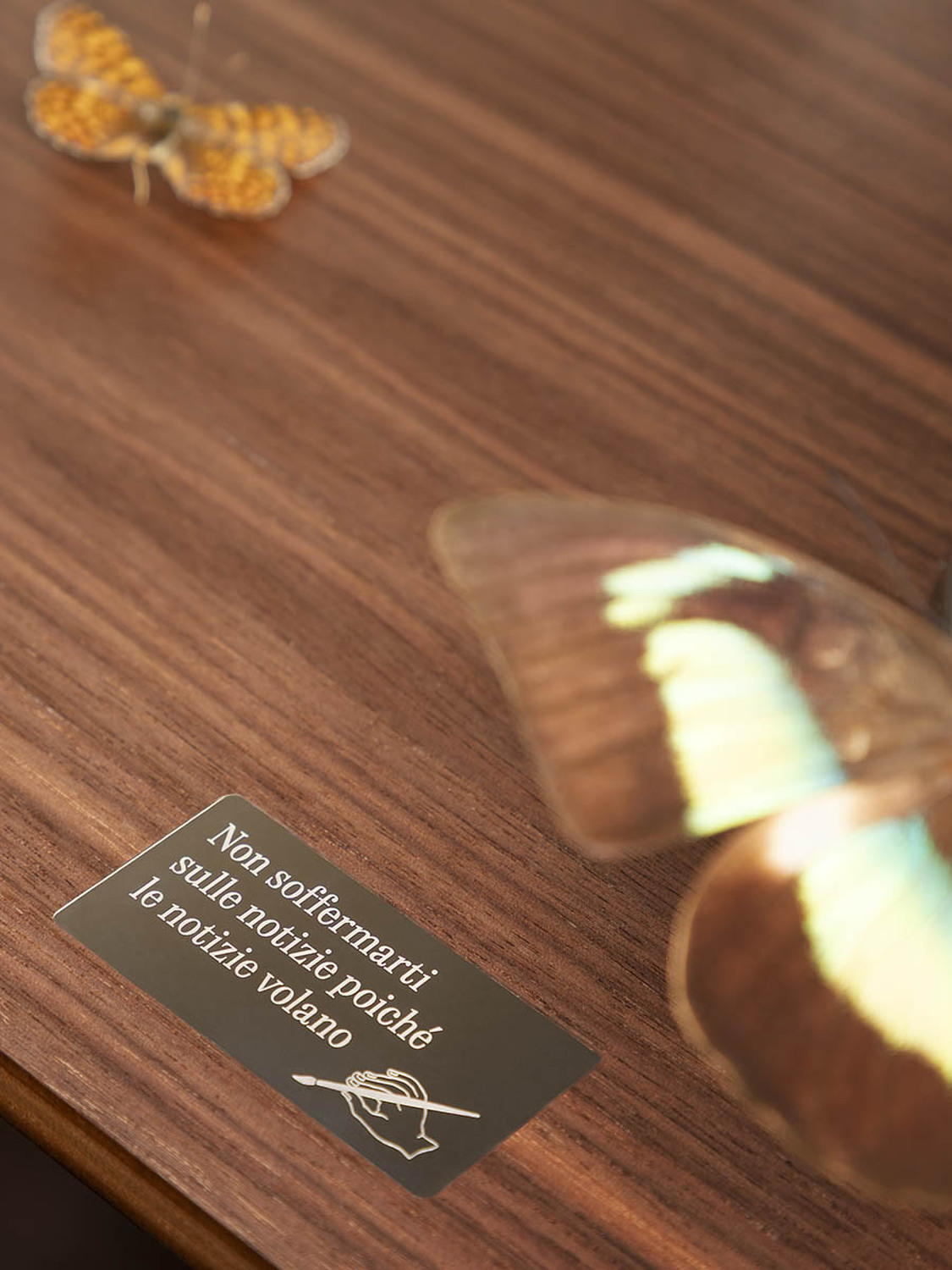 06 isidoro ultime notizie trunk