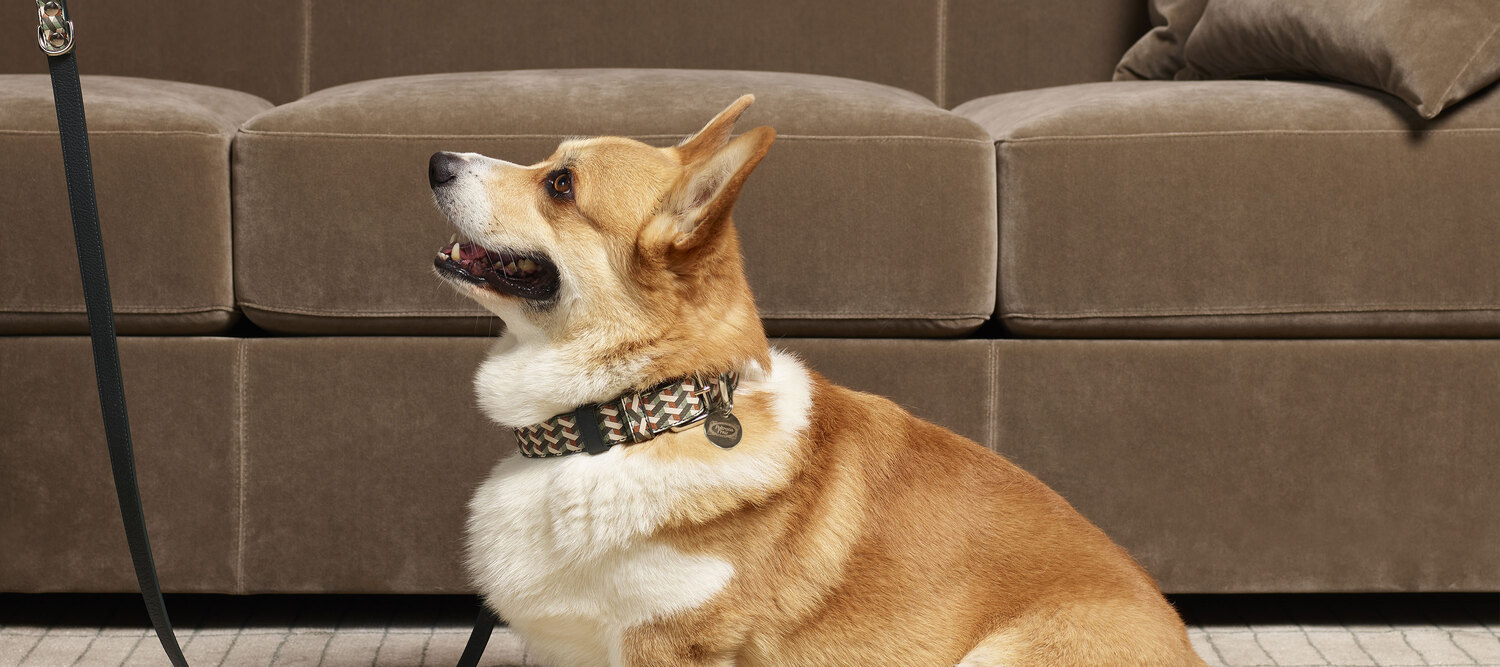 Pet collection | Collar  Pet Collection collar by Poltrona Frau, Pelle Frau® or jacquard, brass details, Italian luxury craftsmanship