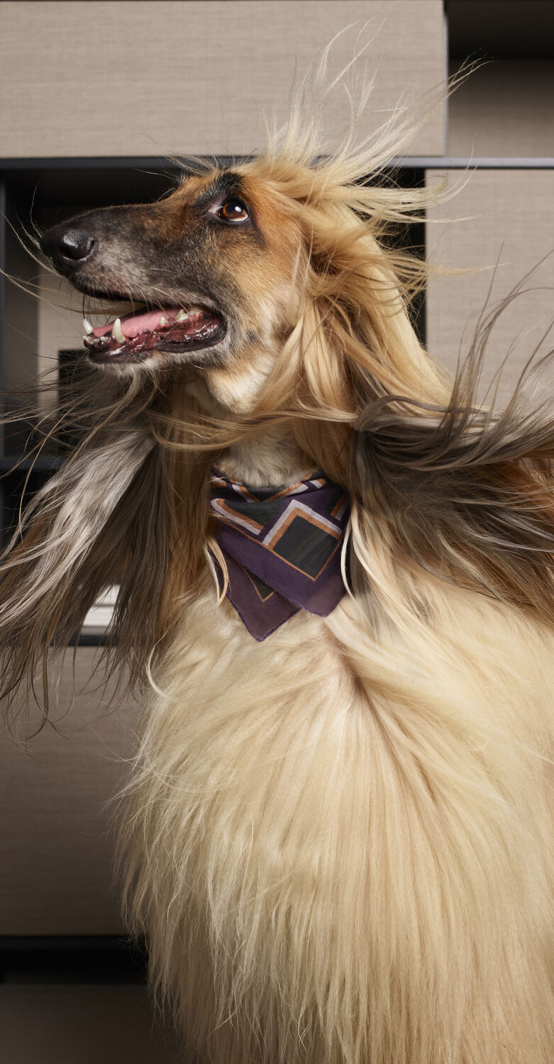Pet collection | Foulard Heritage Pet Collection foulard by Poltrona Frau in printed silk georgette and cotton, versatile accessory, Italian luxury craftsmanship and design